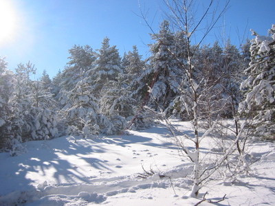 Sentier enneigé