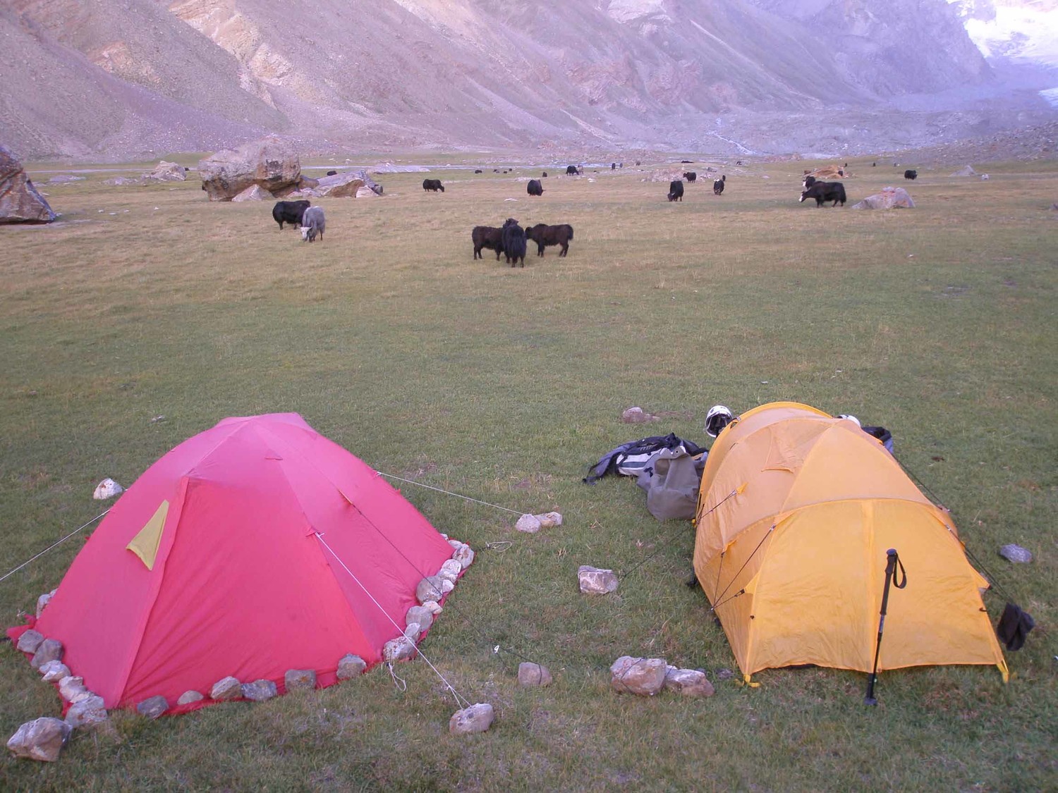 camp de base et yaks