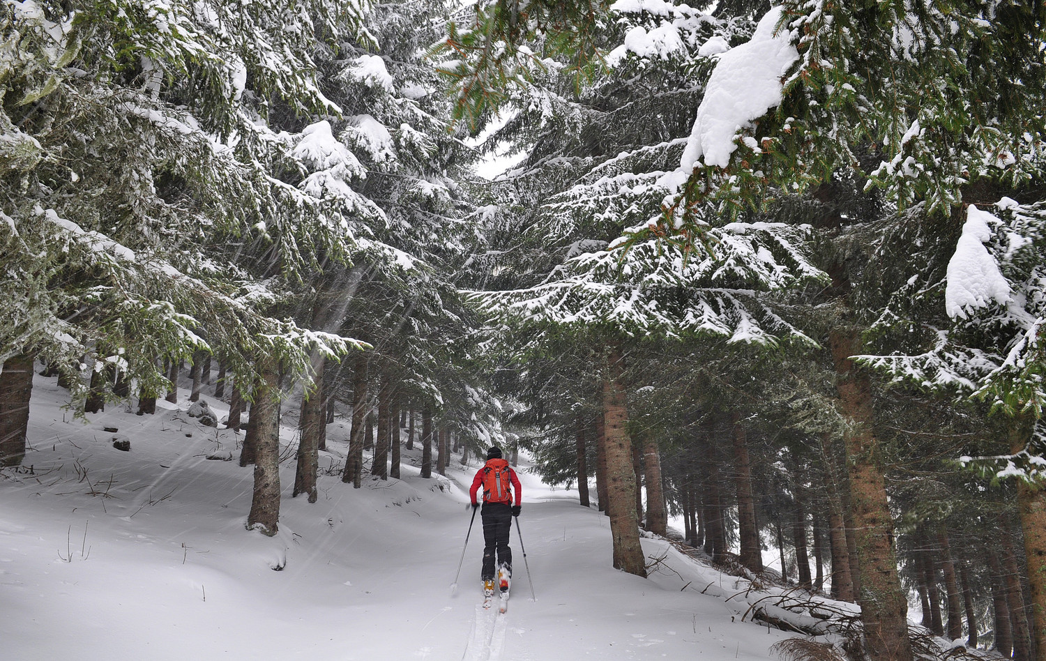 Entrée dans la forêt de Crève-Coeur