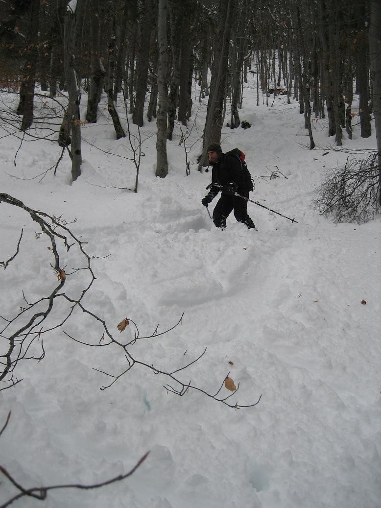 Le bas de la forêt qui passe bien