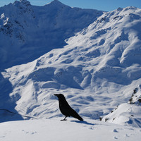 Corvo imperiale in cima al Dosso Resaccio 2719 m