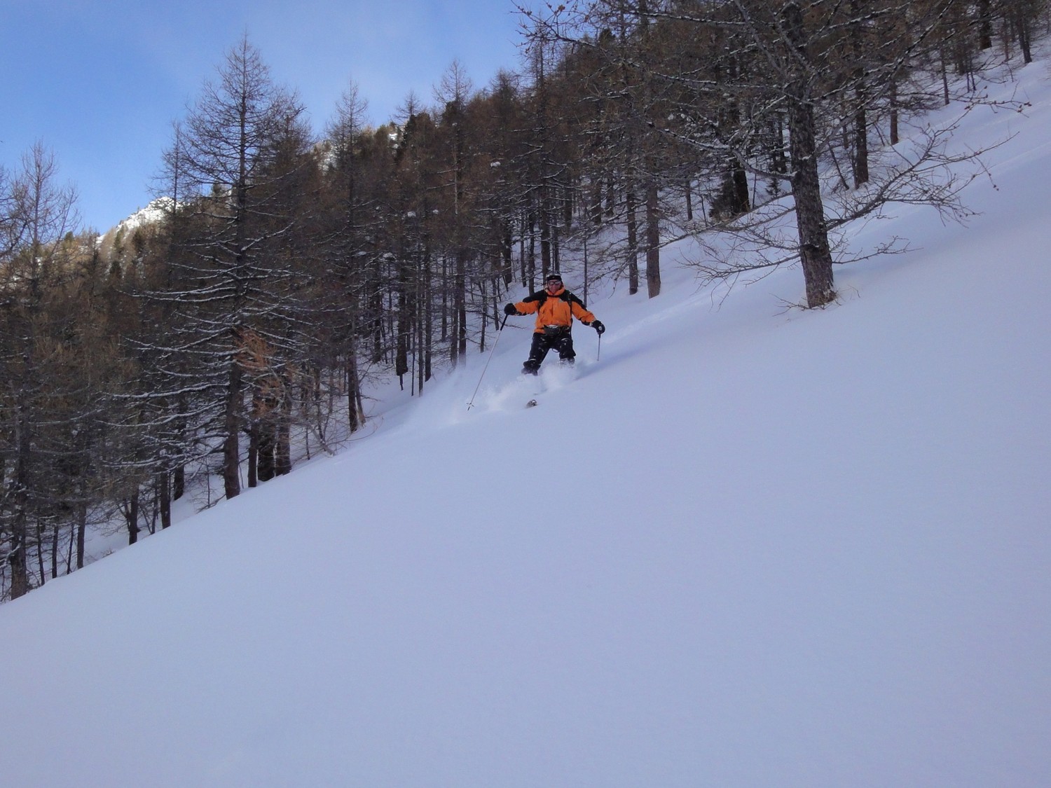 Descente poudreuse dans les mélèzes