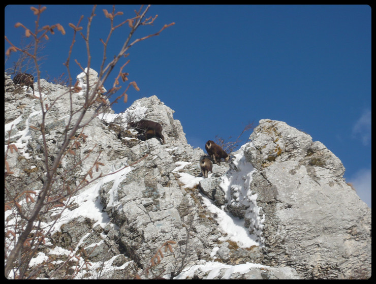 Les chamois sont descendus au niveau de La Croisée pour trouver le soleil