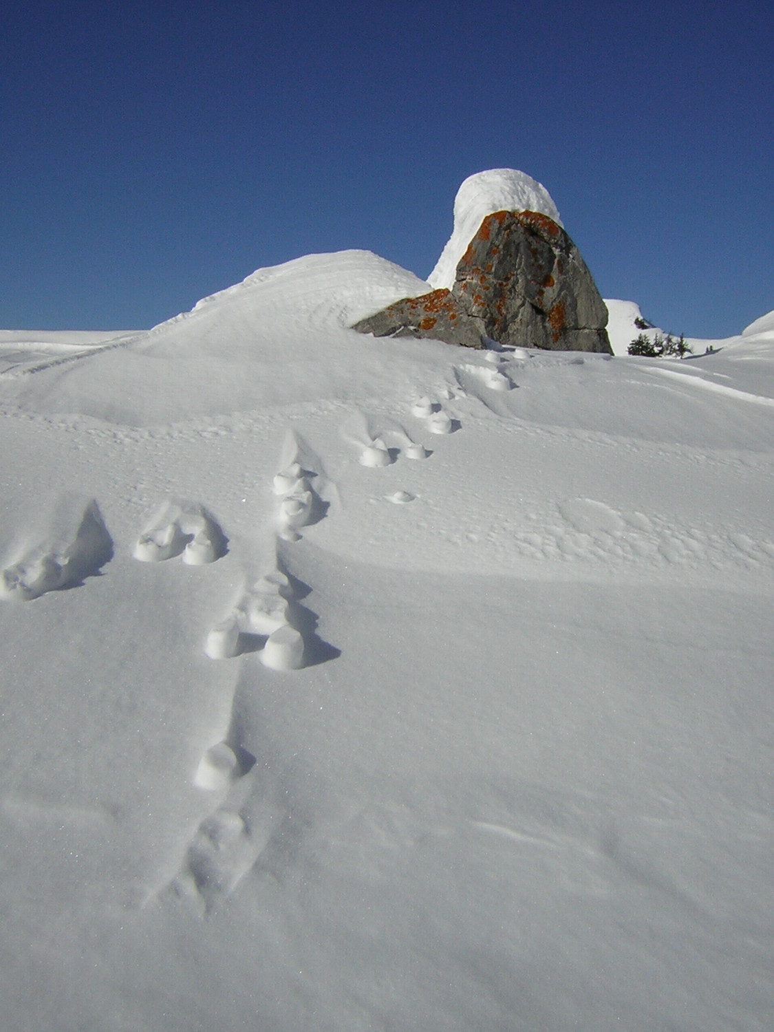 Traces de blanchot des neiges
