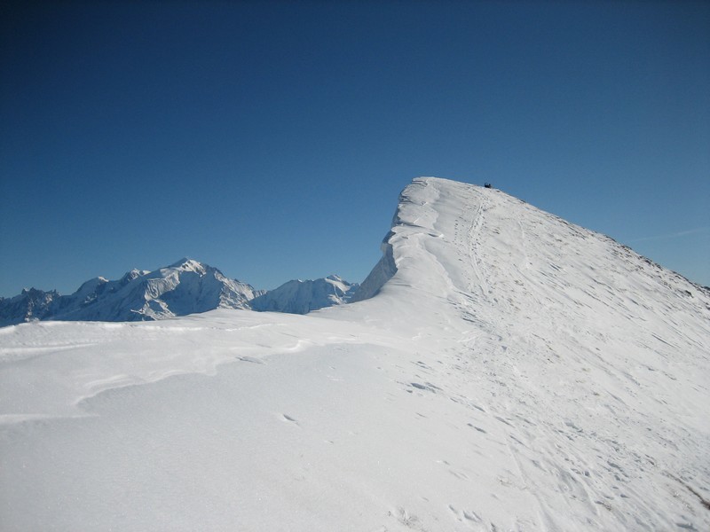 Ambrevetta sur fond de Mont-Blanc
