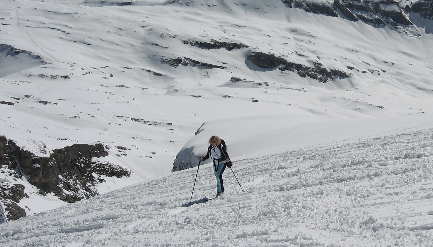 Edelweiss**** dans la traffole à l'approche du sommet