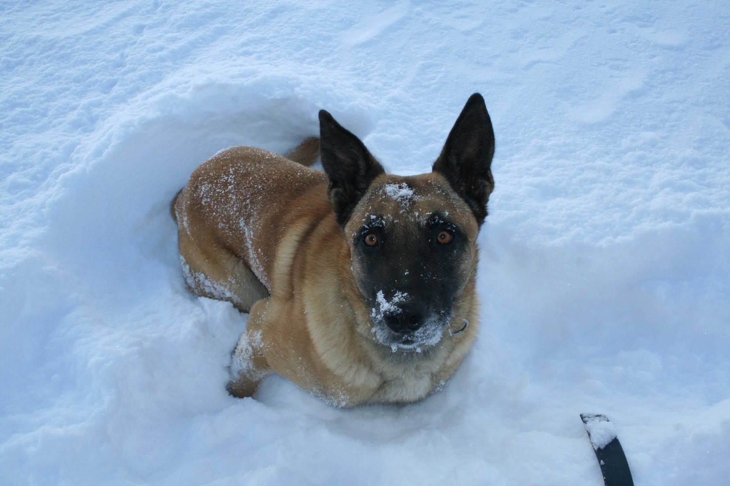 Promenade pour malinois