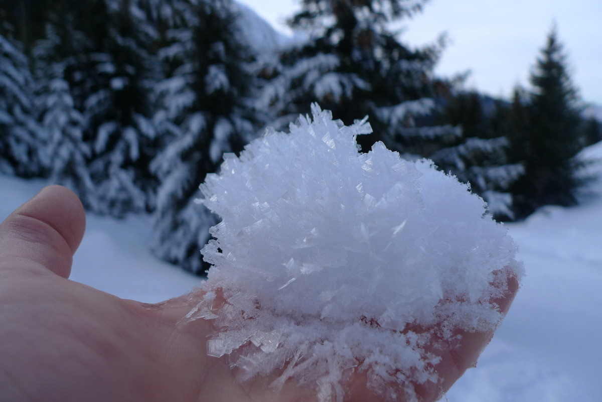 Givre de surface dans la forêt