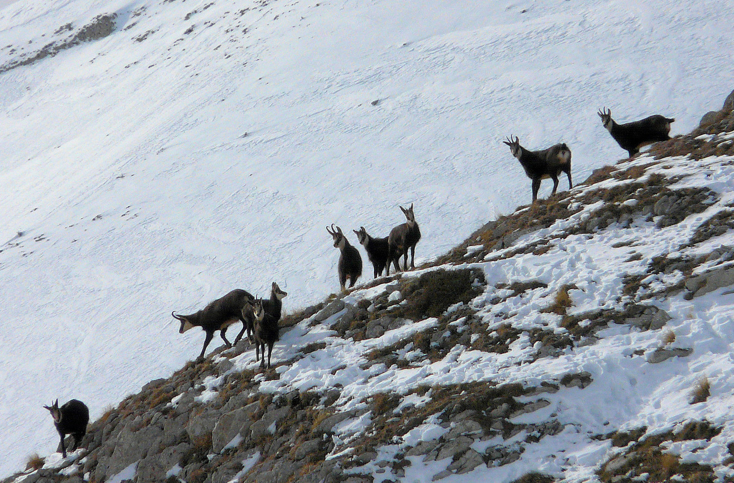 Chamois bruns au Cheval Blanc