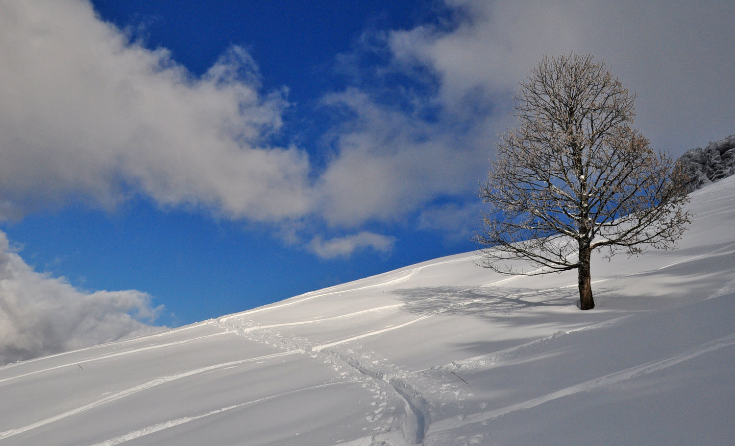Arbre solitaire, lui !