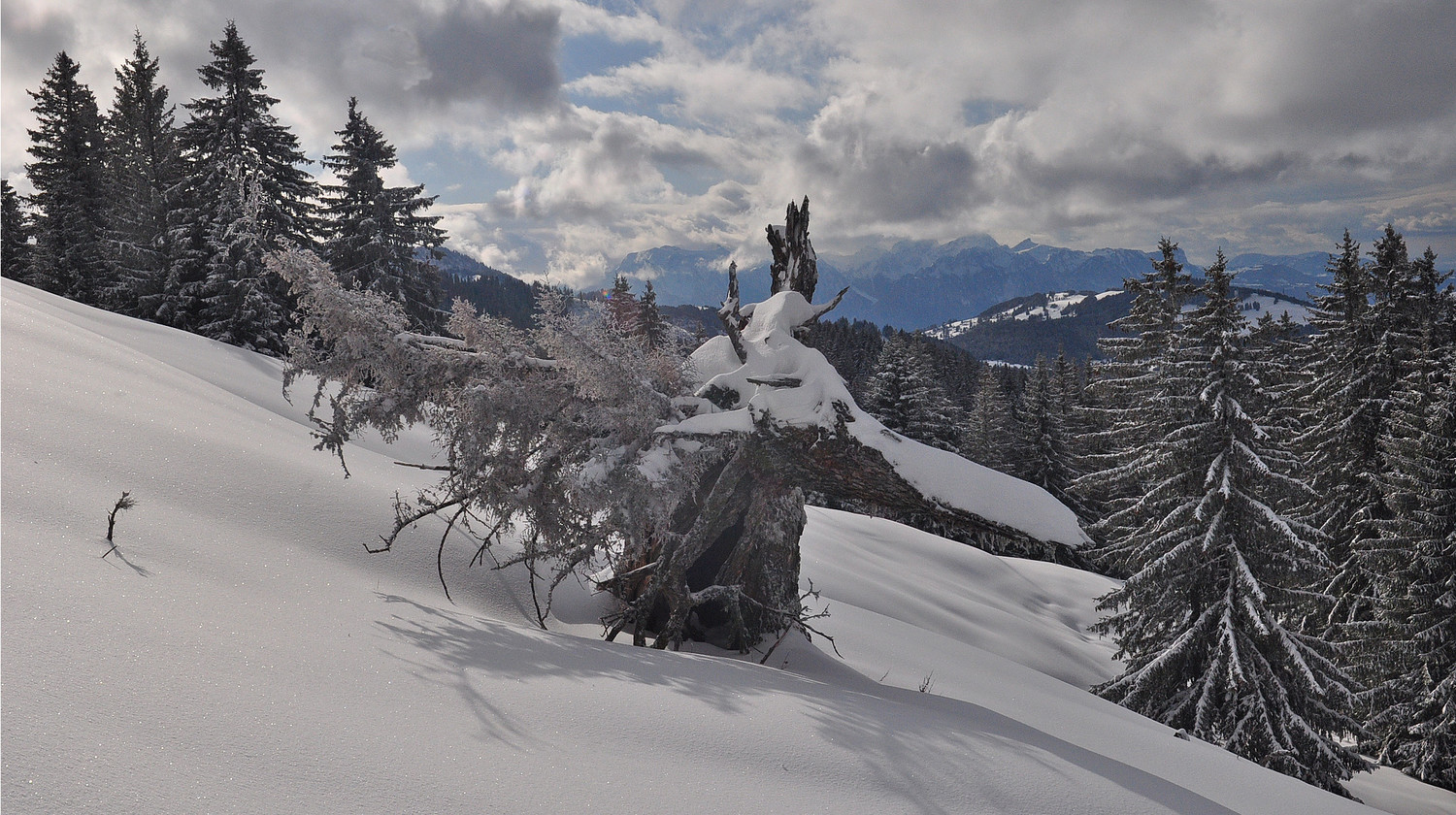 Souche d'hiver