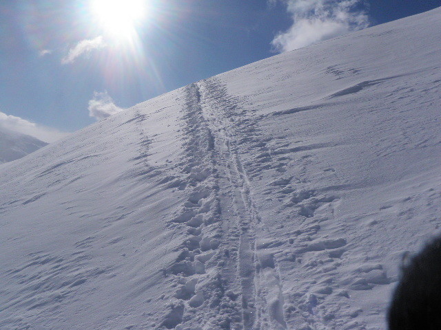 salendo schollenhorn