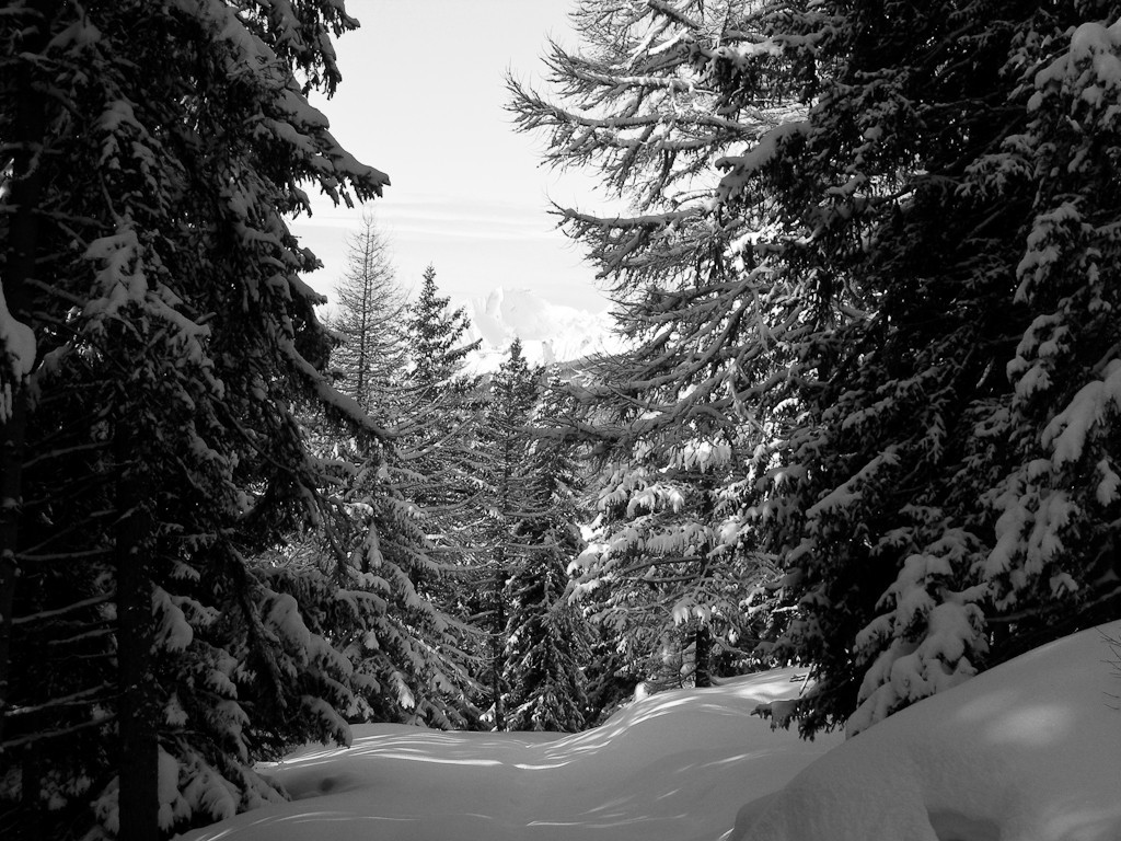 Forêt magique...