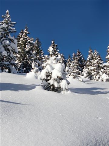 Poudreuse et sapin