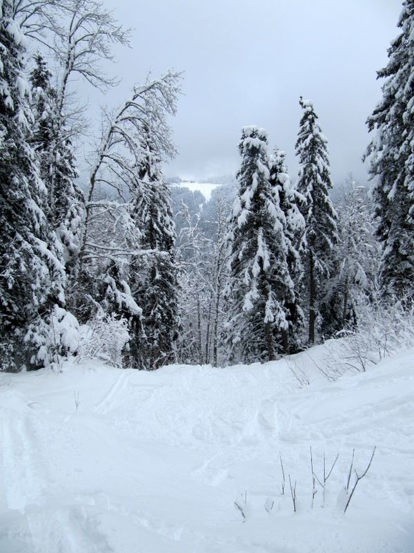 Descente dans la forêt vers les Cottaves : toujours aussi bon !