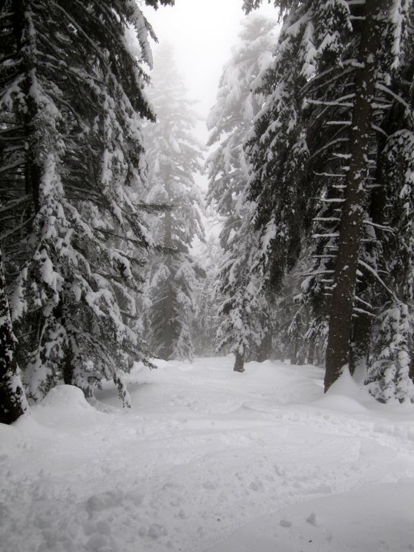 Descente atypique de Chamechaude dans la forêt au S du téléski