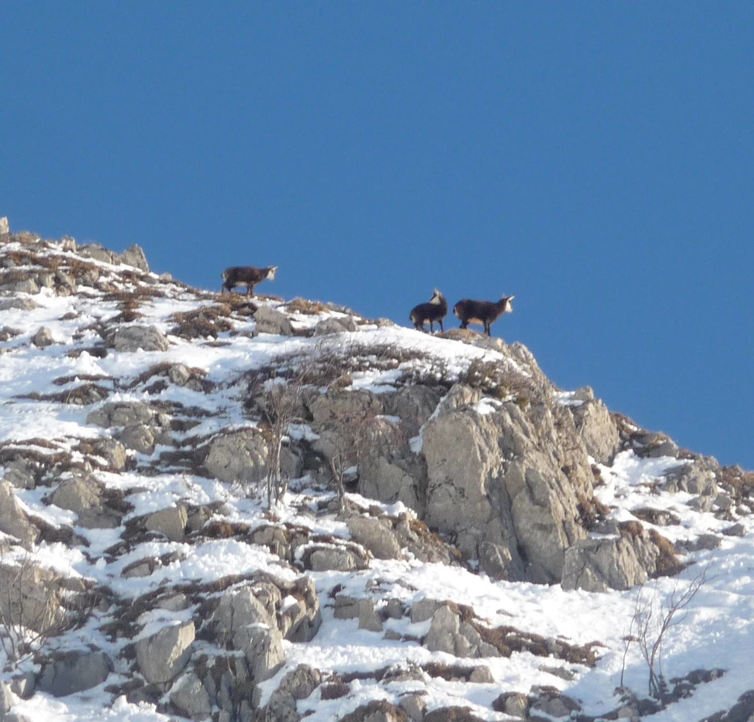 les chamois