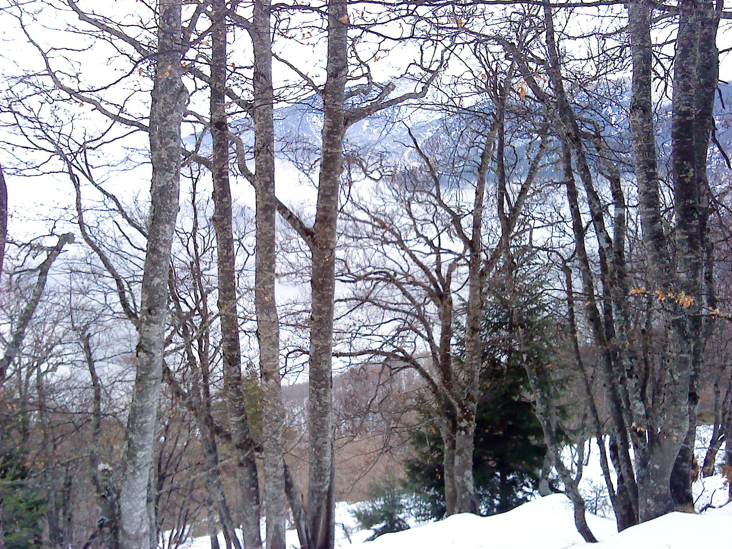 La mer et les arbres