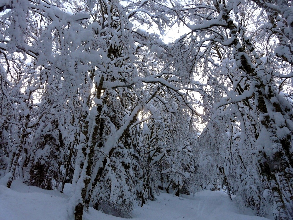 Dans la forêt de Brillonnes