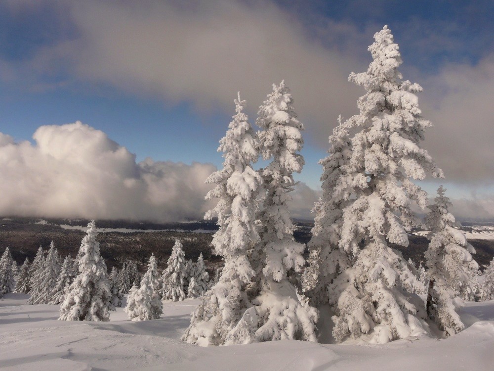 Sapins givrés