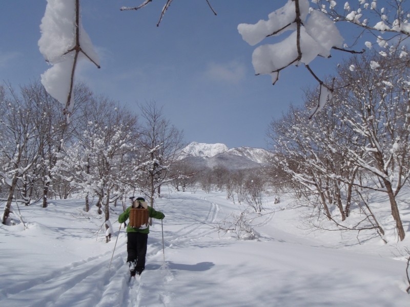 trace dans les bois