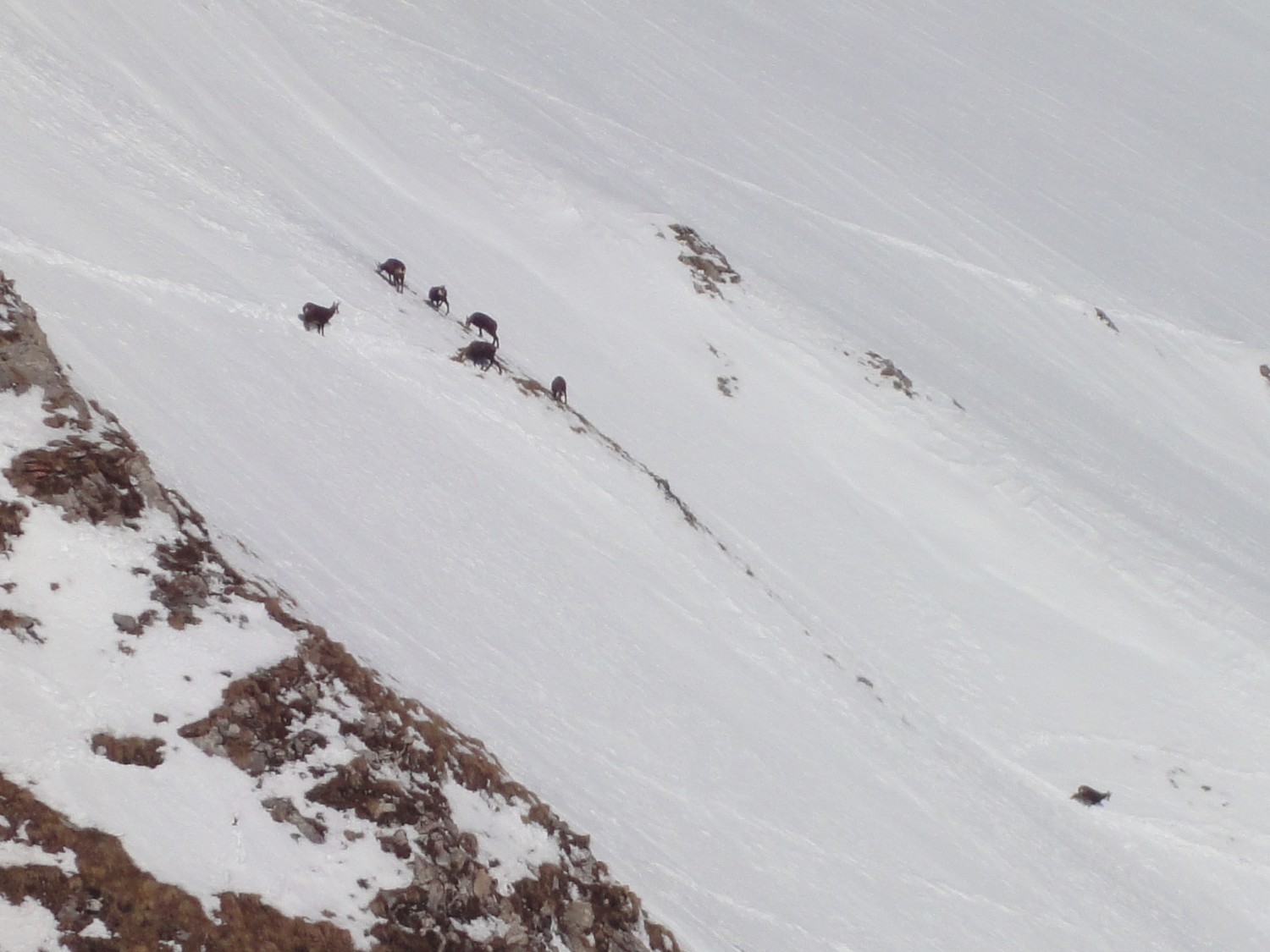 Chamois sous le Mont de Grange
