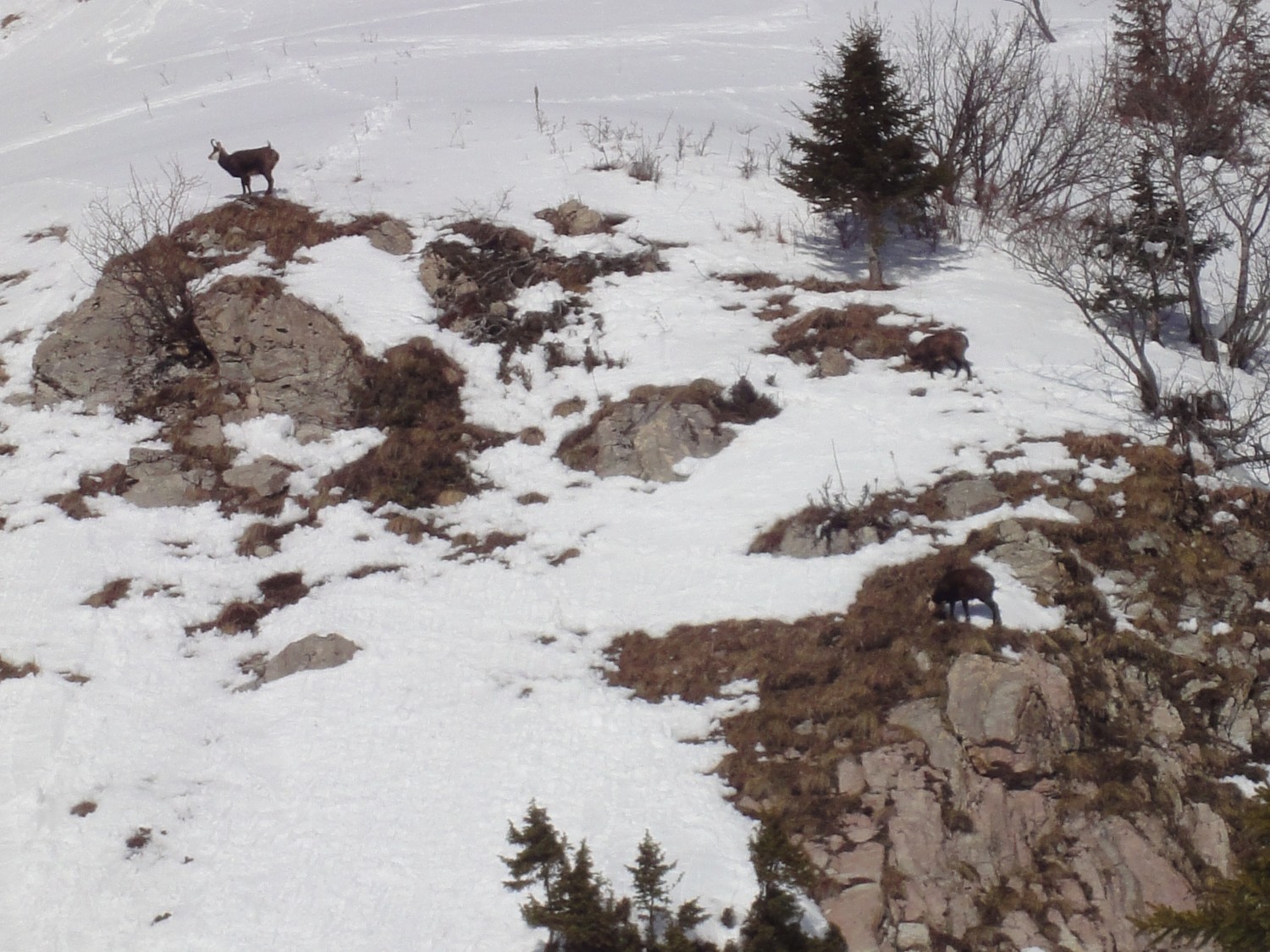Chamois (bis)