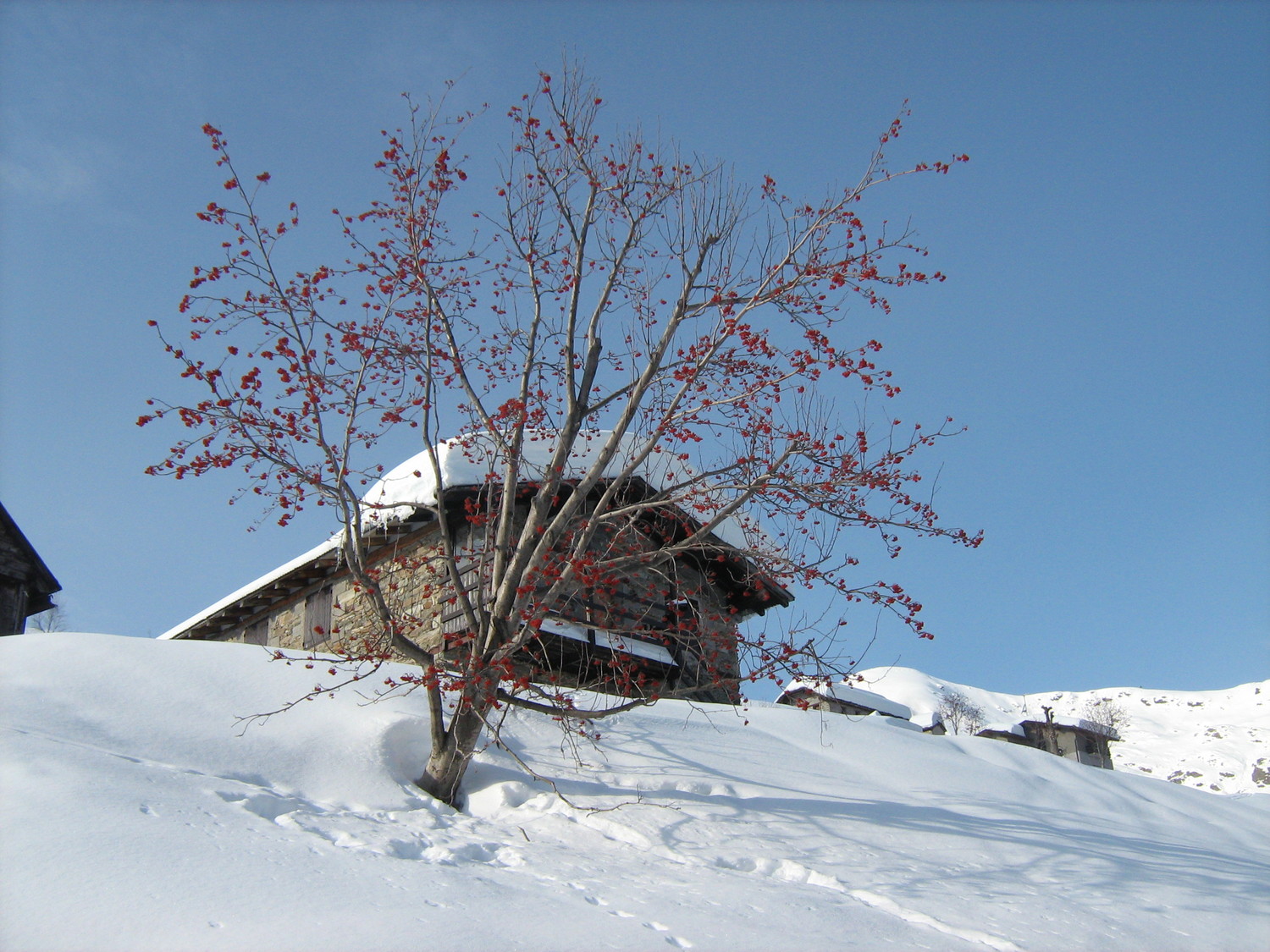 Alpeggio con albero