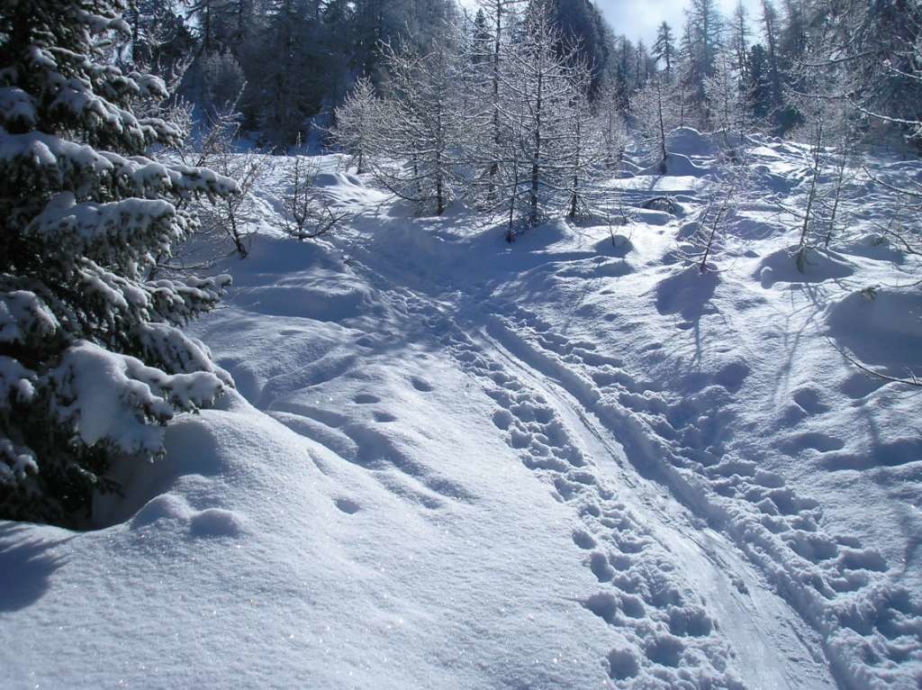 agréable montée en forêt