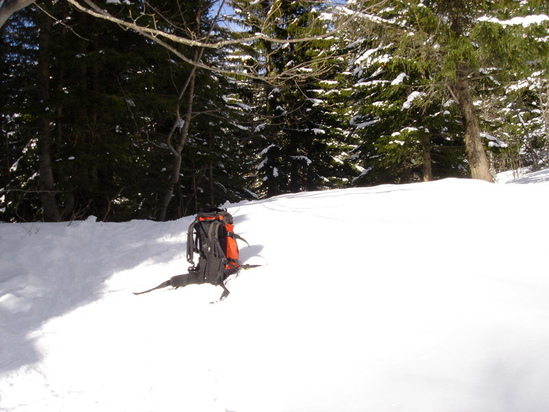 Retour en forêt