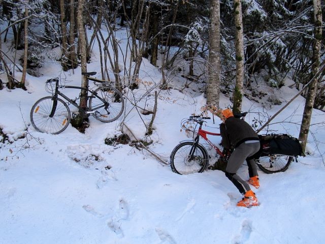 Il pousse des vélos au pied des arbres en Chatreuse...