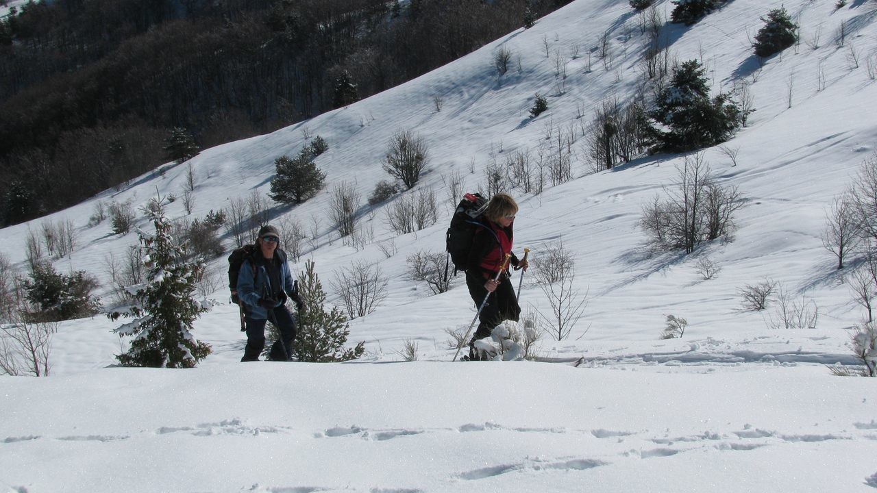 Au sortir de la forêt