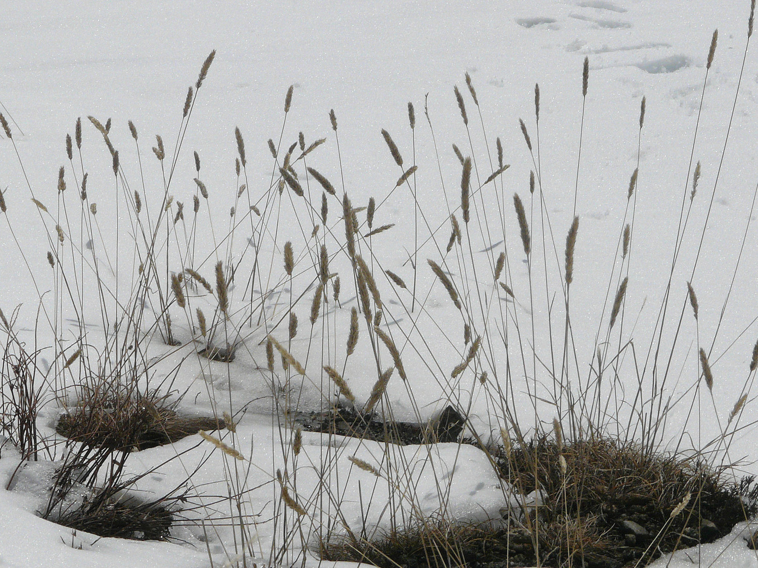 Même pas écrasée par la neige.