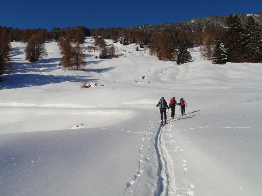nel tratto di bosco