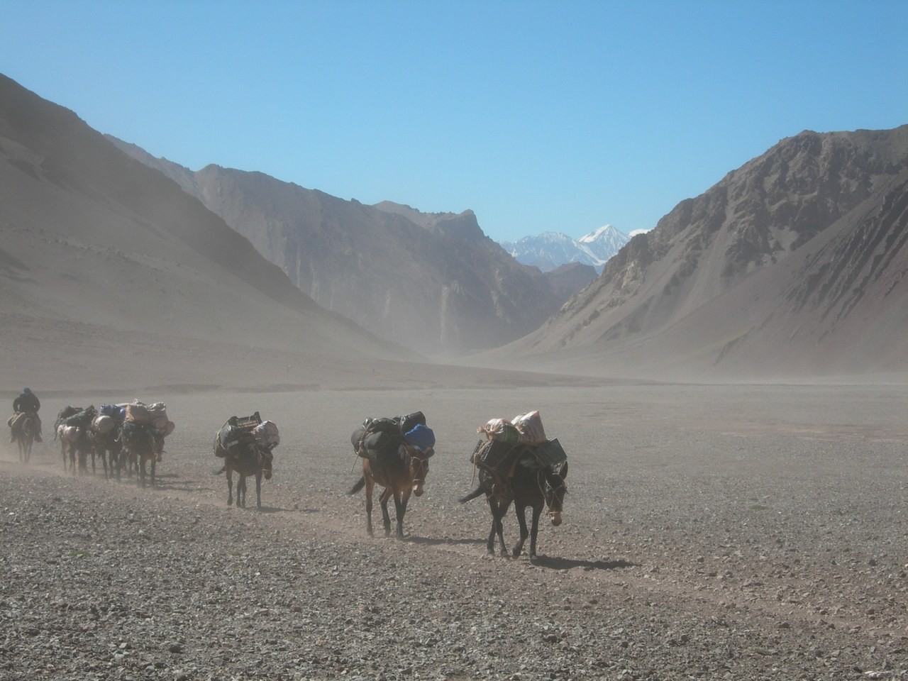 Les mules dans le vent qui soulève le sable.