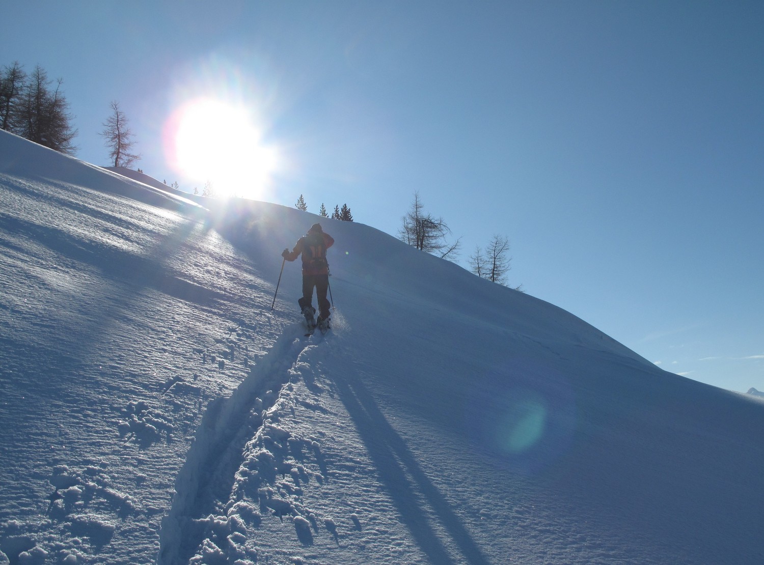 Thom trace dans la neige fraiche