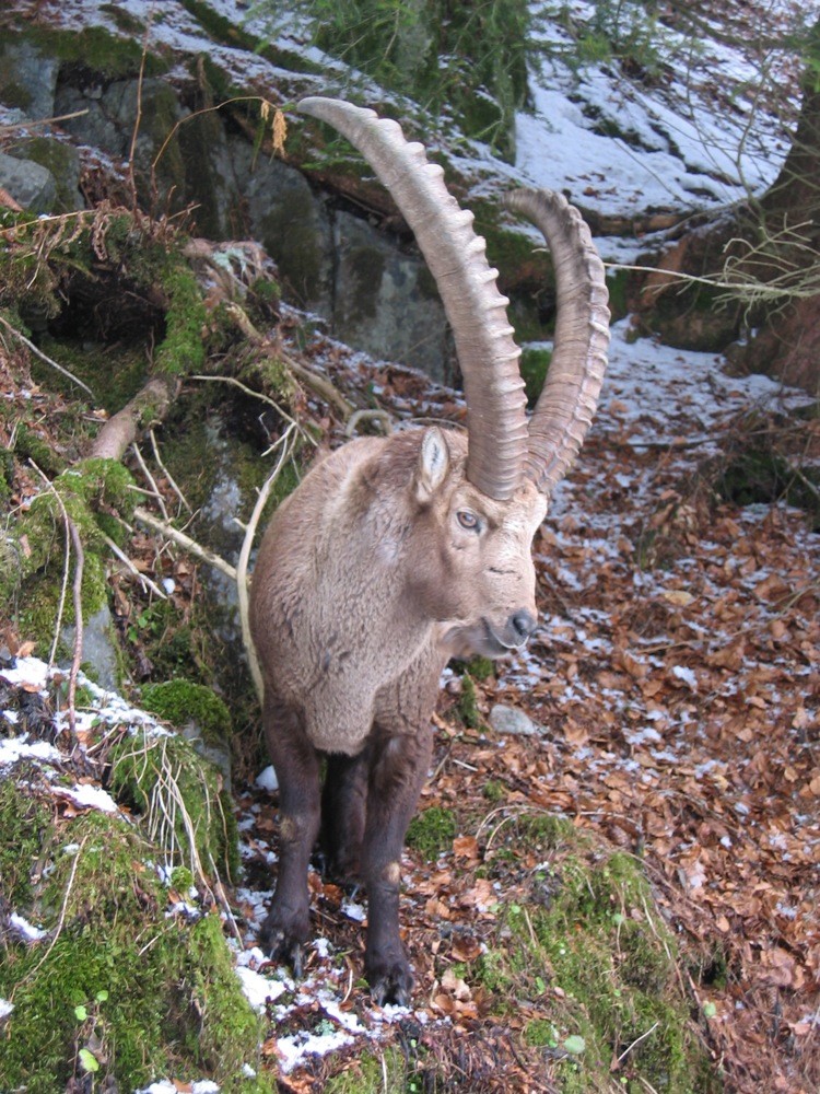Bouquetin au bord du sentier