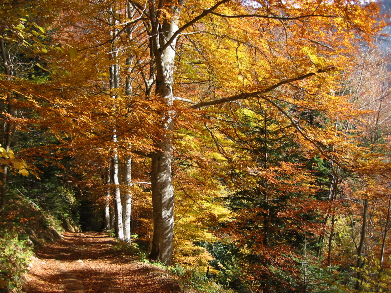 Couleurs d'Automne