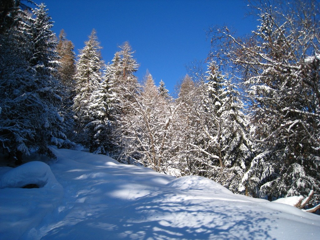 Alternace de bois et clairières