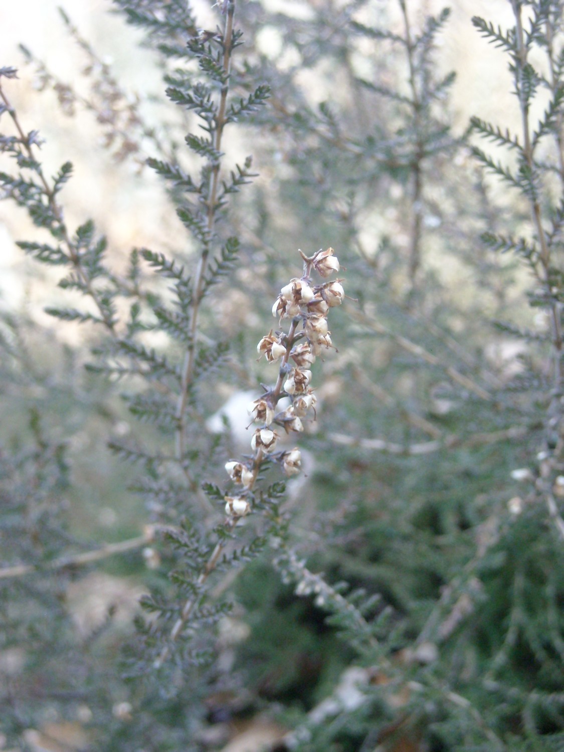 Bruyère (fleurs déssechées).