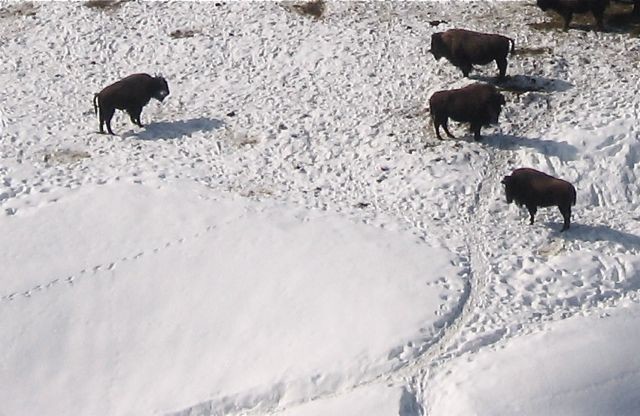 Les Bisons de la Stassaz
