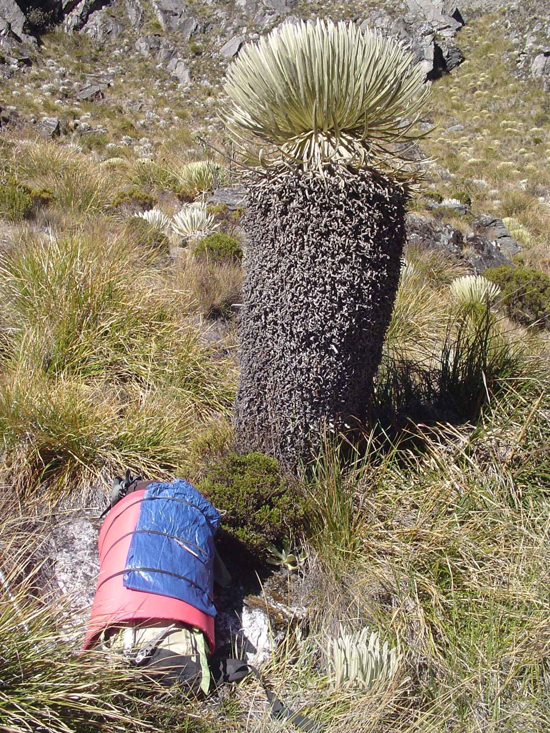 frailejon