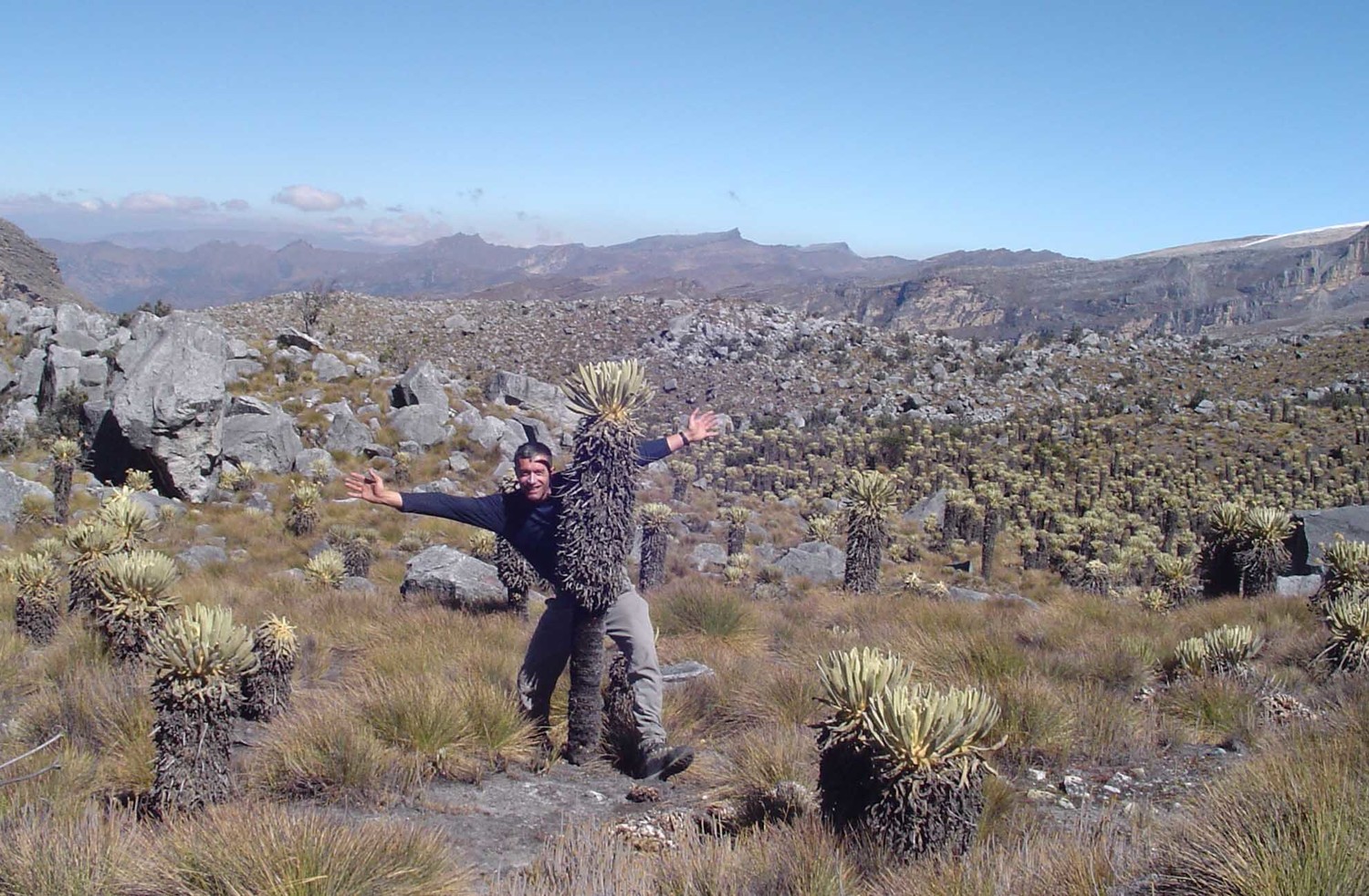 frailejon