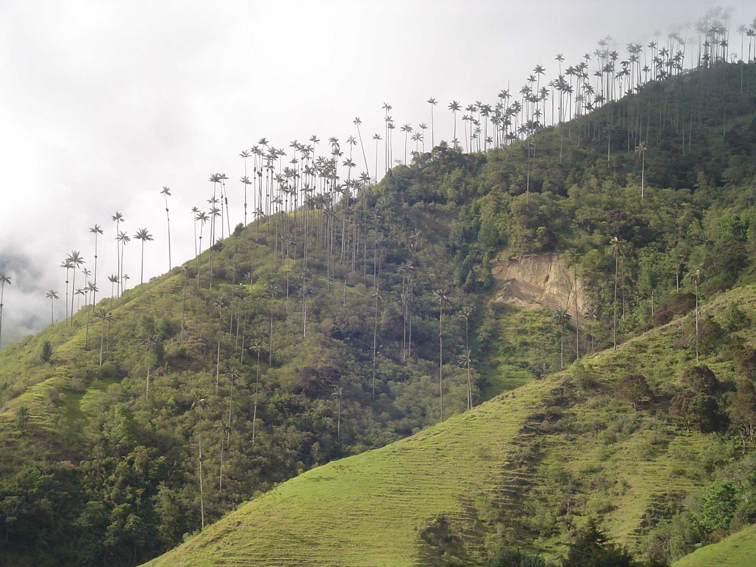cocora