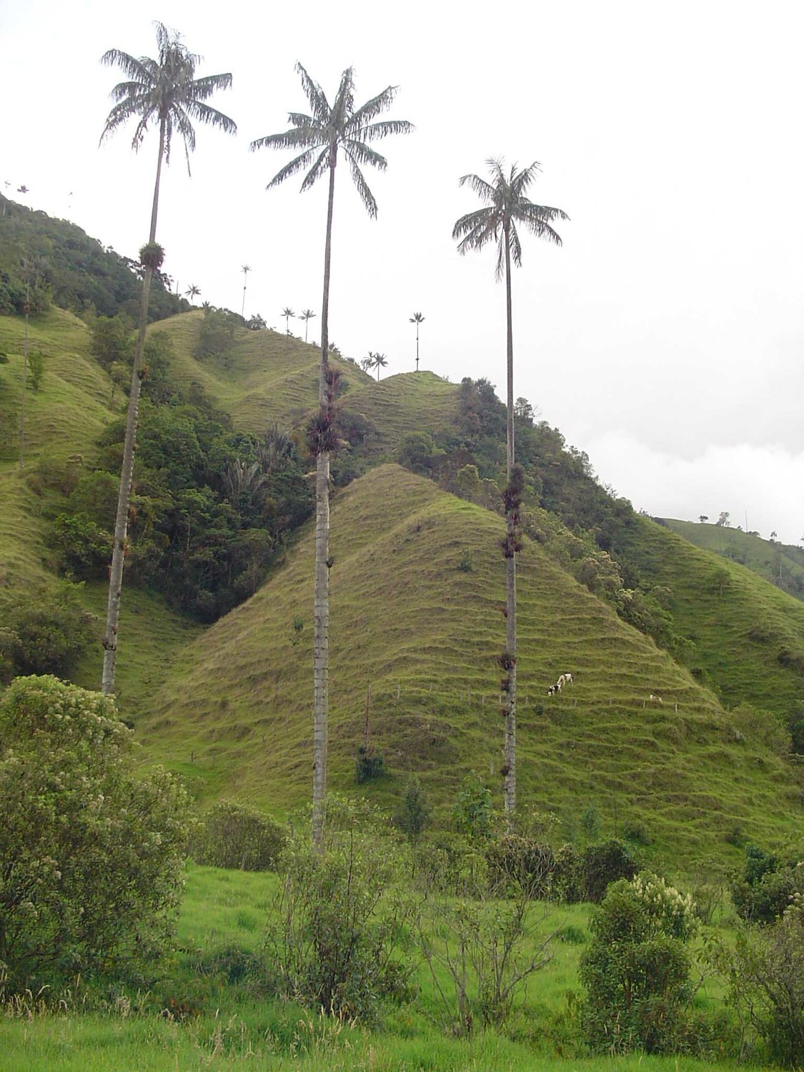 cocora 2