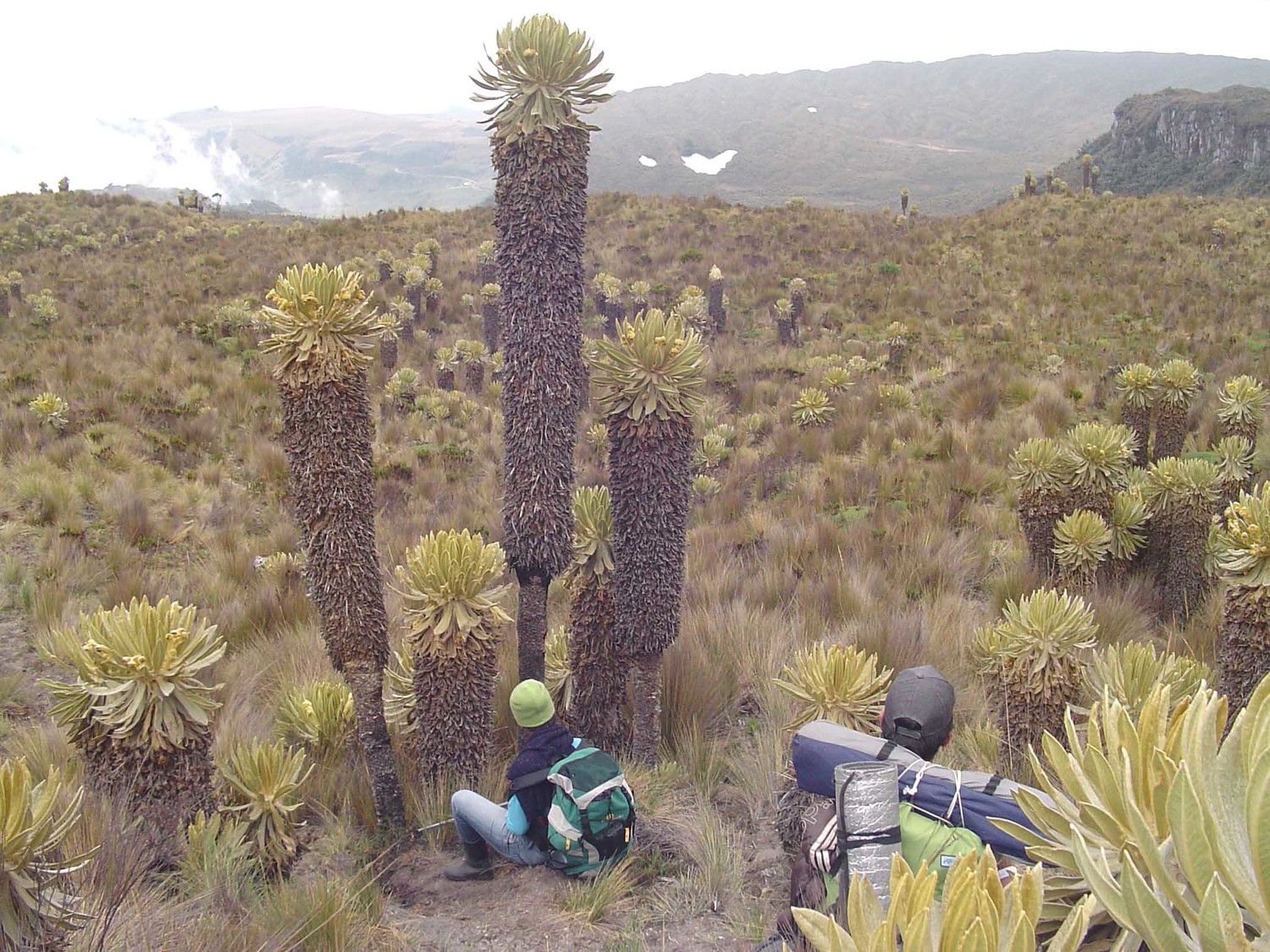 frailejones