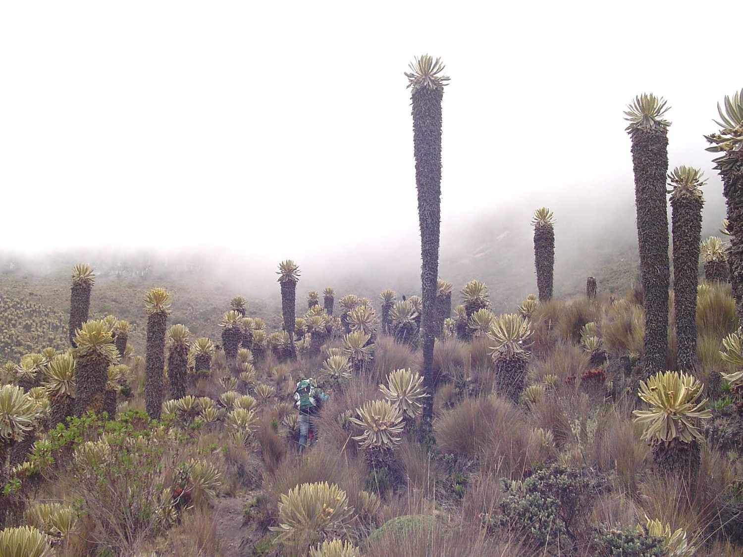 grand frailejon