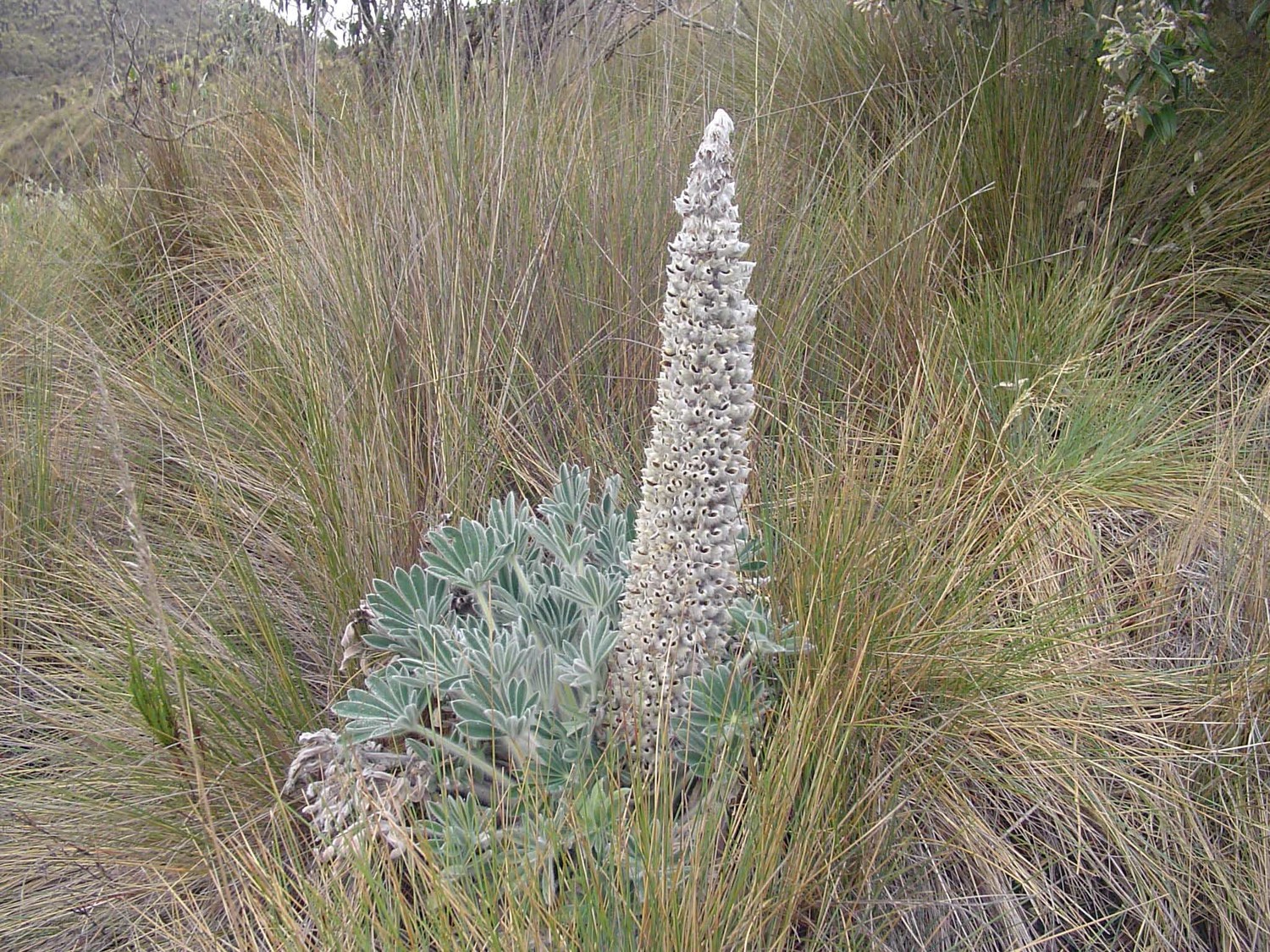lupin