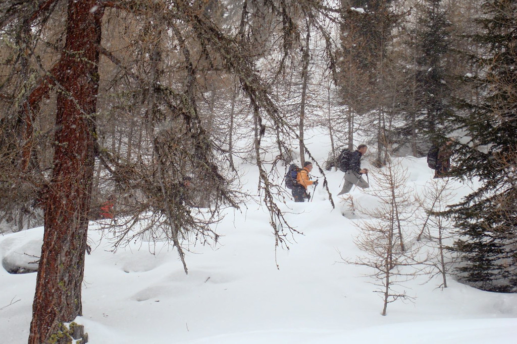 Randonnée dans la forêt...