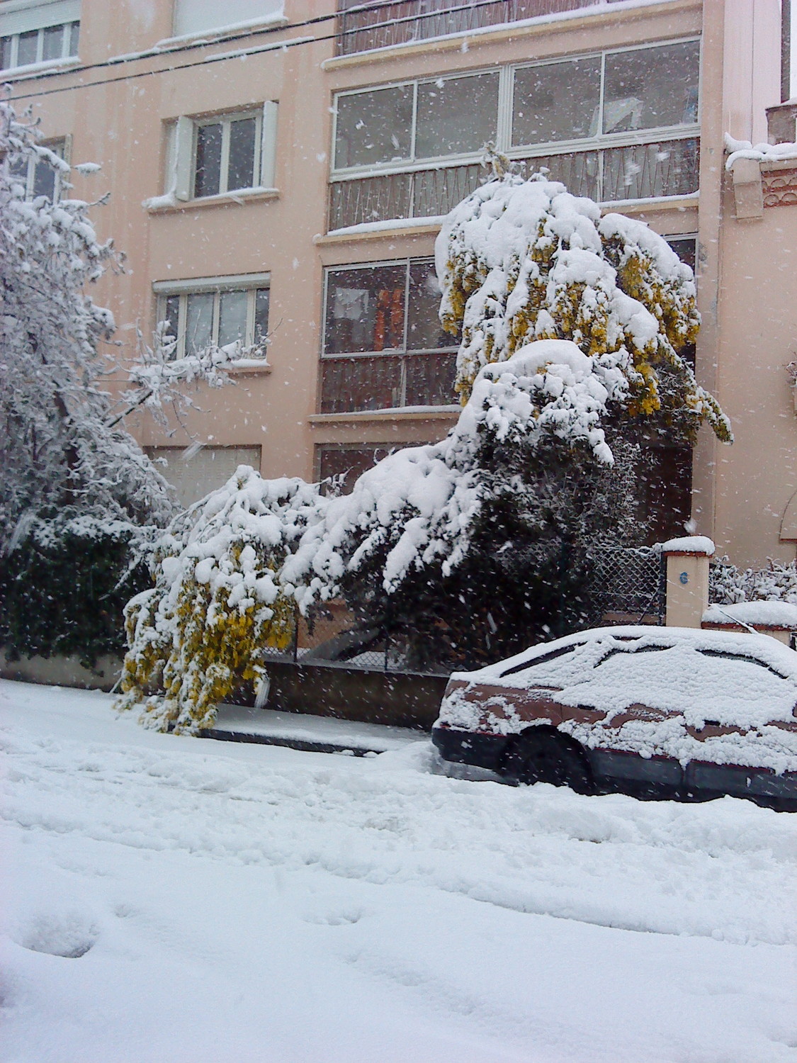 Mimosas sous la neige